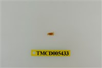 藏品(角眼切腹蟹)的圖片